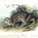 Common American Wild Cat (Lynx rufus)